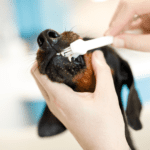 Chien chez le toiletteur