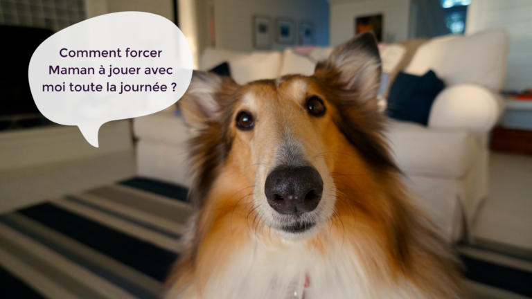 Chien FAQ PlayDogs