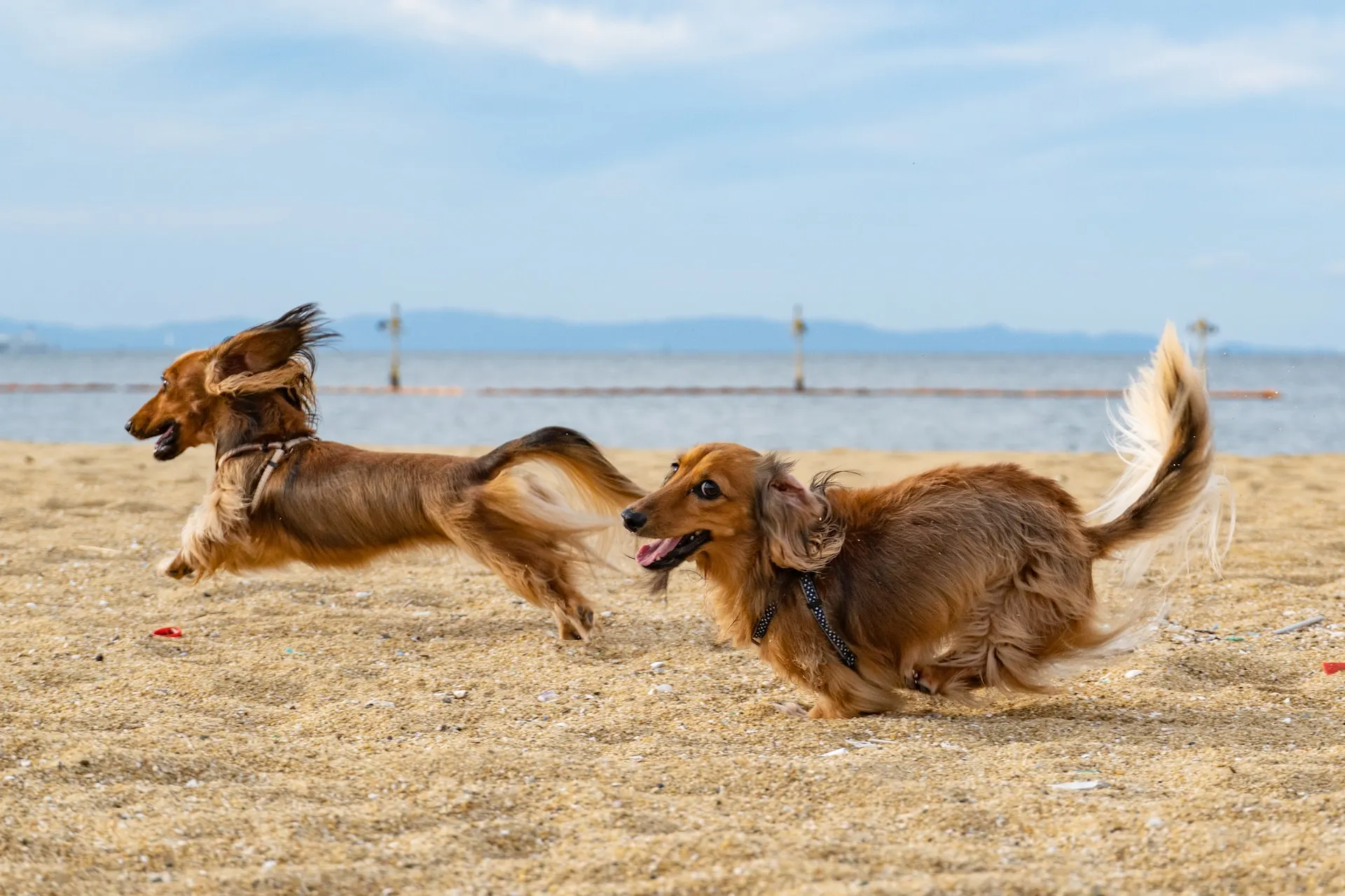 Deux chiens s'amusent sur la plage