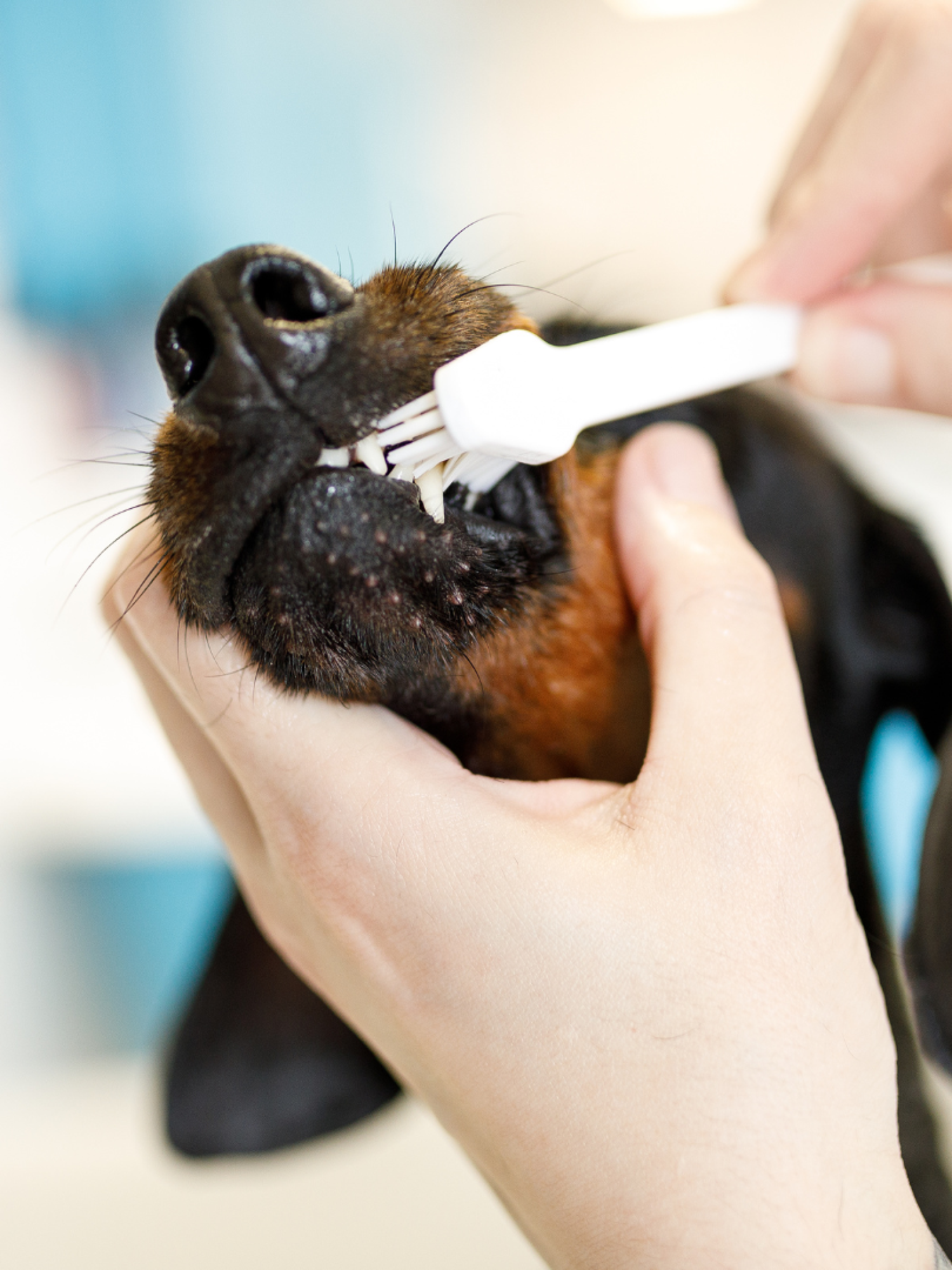 Chien chez le toiletteur