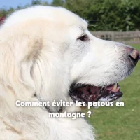 Un patou en montagne pour l'article sur le blog PlayDogs
