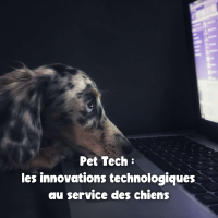 Couverture article Pet tech_blog PlayDogs