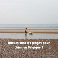 Couverture article plages en Belgique_blog PlayDogs